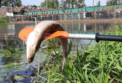 Śnięte ryby w Noteci. Wędkarze zgłosili problem